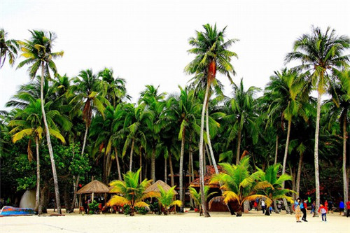 无花果袋里的小游戏是什么（无花果套袋方法）